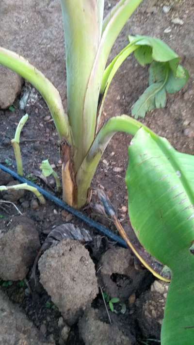 Boron Deficiency - Banana