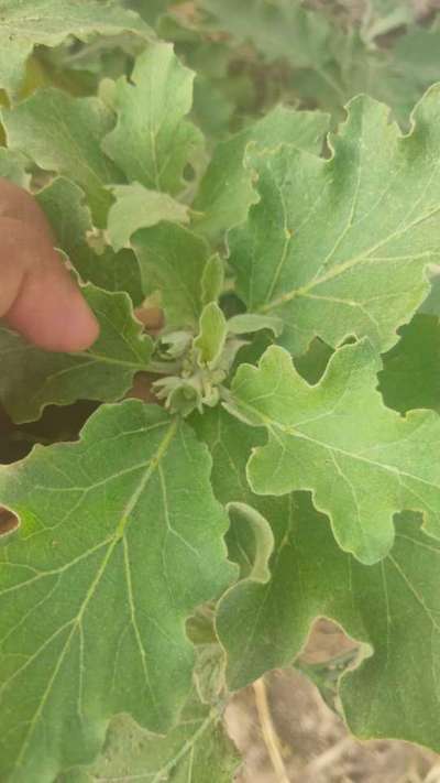 Little Leaf of Brinjal - Brinjal