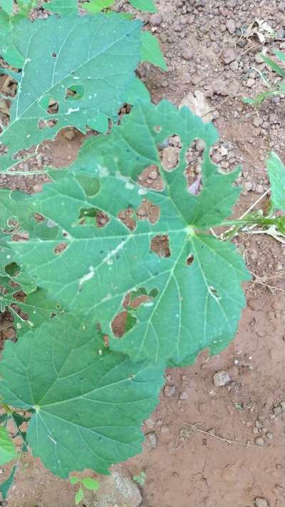 Flea Beetles - Okra