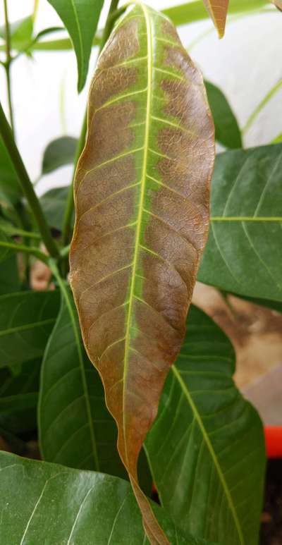 Verticillium Wilt - Mango