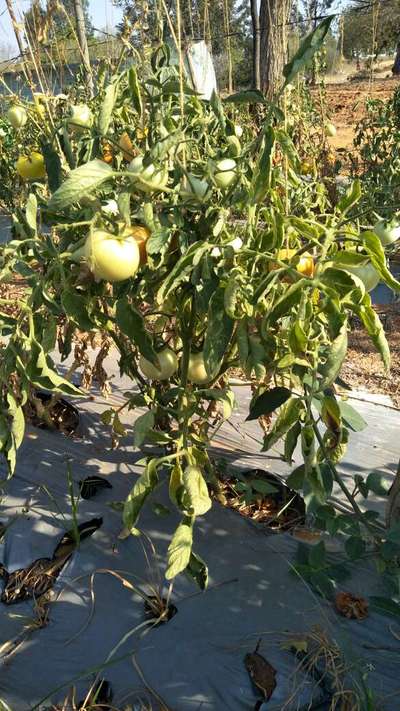 Whiteflies - Tomato