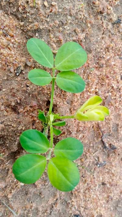 இரும்புச்சத்து குறைபாடு - நிலக்கடலை