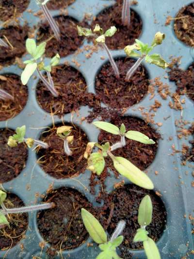 Damping-Off of Seedlings - Tomato