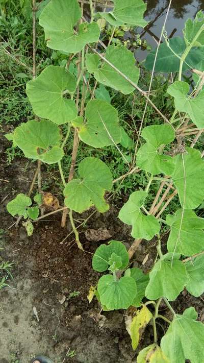 Downy Mildew of Cucurbits - Pumpkin