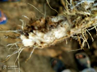 Foot and Collar Rot - Tomato