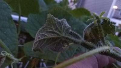 Gummy Stem Blight of Cucurbits - Cucumber