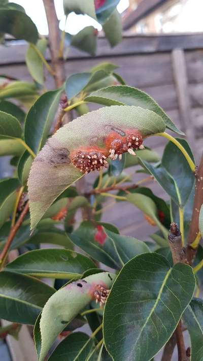 European Pear Rust - Pear