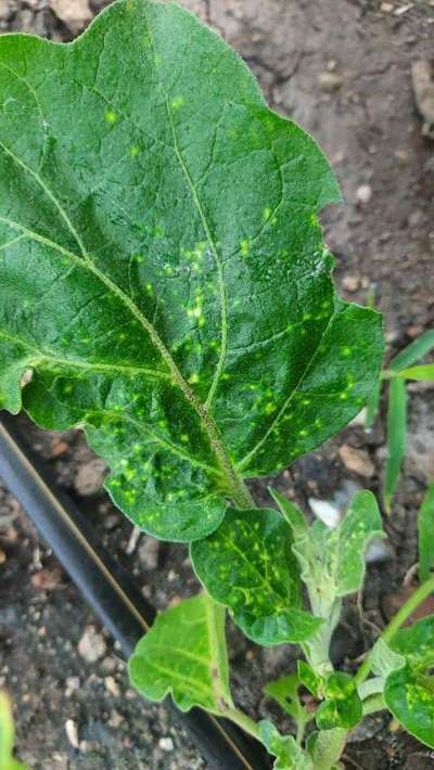 Leafhoppers and Jassids - Brinjal