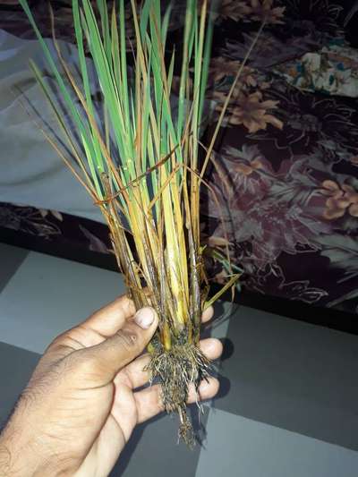 Stem Rot of Rice - Rice