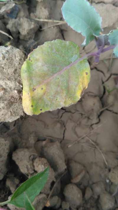 Black Rot - Cauliflower