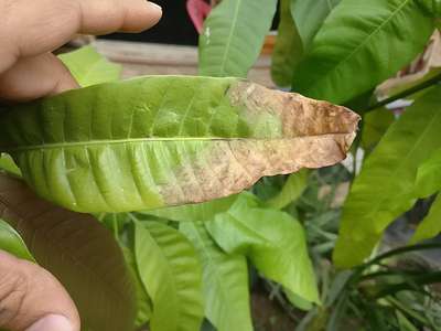 Potassium Deficiency - Mango