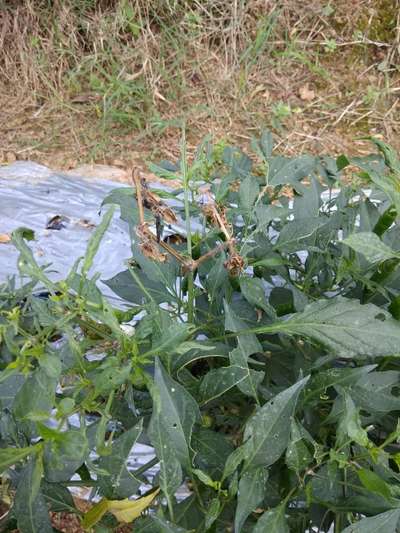 Stem Borer - Capsicum & Chilli