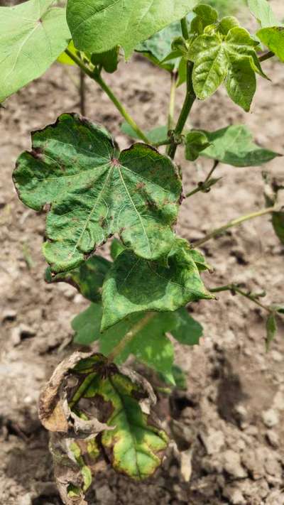 Anthracnose of Cotton - Cotton