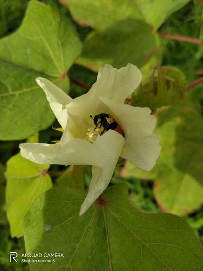 சிவப்பு பருத்தி வண்டு - பருத்தி