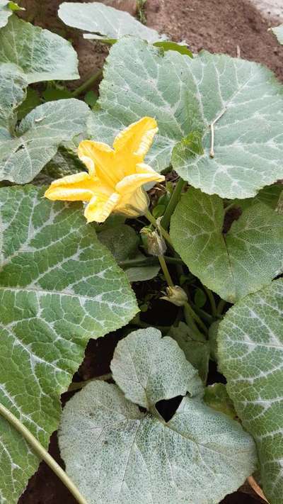 Cucumber Mosaic Virus - Pumpkin