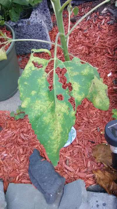 Tobacco Caterpillar - Brinjal