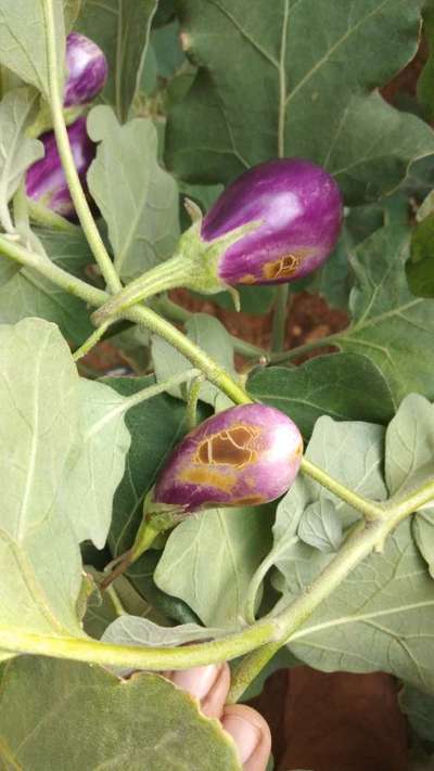 Thrips - Brinjal