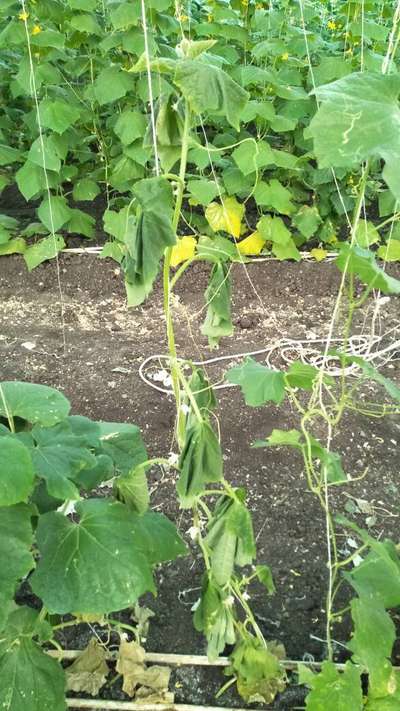 Bacterial Wilt - Cucumber