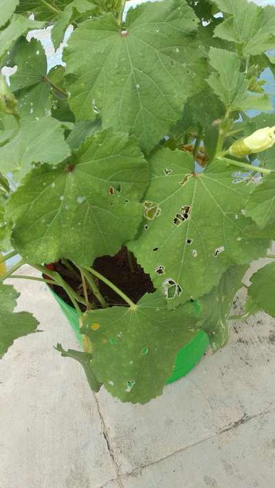 Flea Beetles - Okra