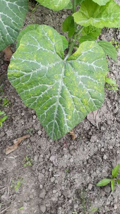 Powdery Mildew - Pumpkin