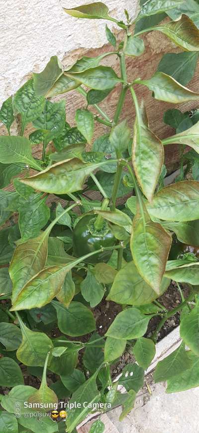 Araña roja (ácaro) - Capsicum y chile