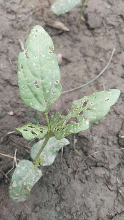 Flea Beetles - Bean