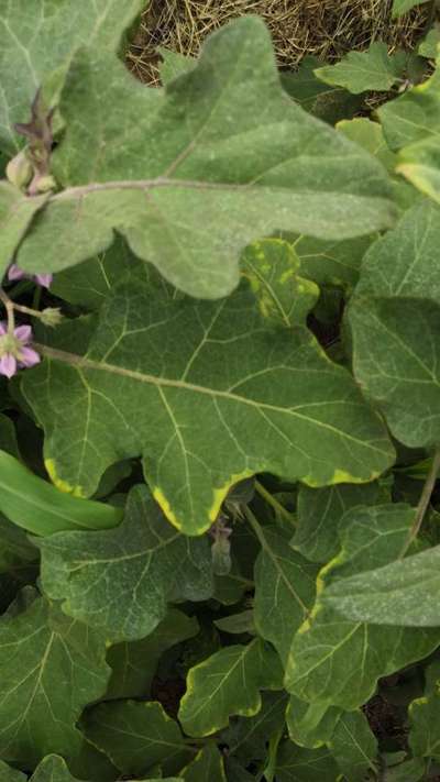 Leafhoppers and Jassids - Brinjal