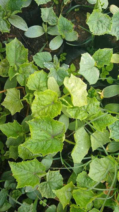 Nitrogen Deficiency - Cucumber