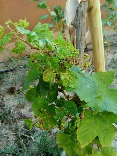 Spider Mites - Grape