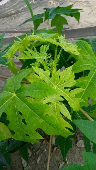 নাইট্রোজেনের অভাবজনিত রোগ - পেঁপে