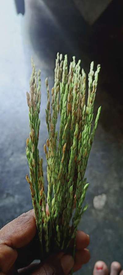 Bacterial Panicle Blight - Rice