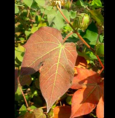 Leaf Reddening of Cotton - Cotton