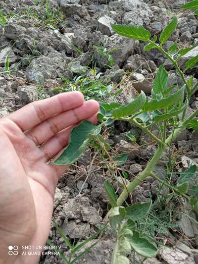 Whiteflies - Tomato