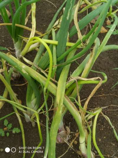 ಈರುಳ್ಳಿ ಹಳದಿ ಕುಬ್ಜ - ಈರುಳ್ಳಿ