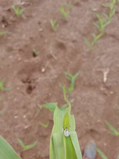 Mealybug - Maize