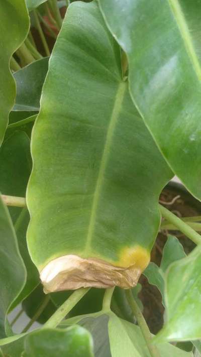 Potassium Deficiency - Banana