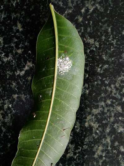 Cassava Scale - Mango