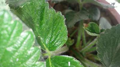 Spider Mites - Strawberry