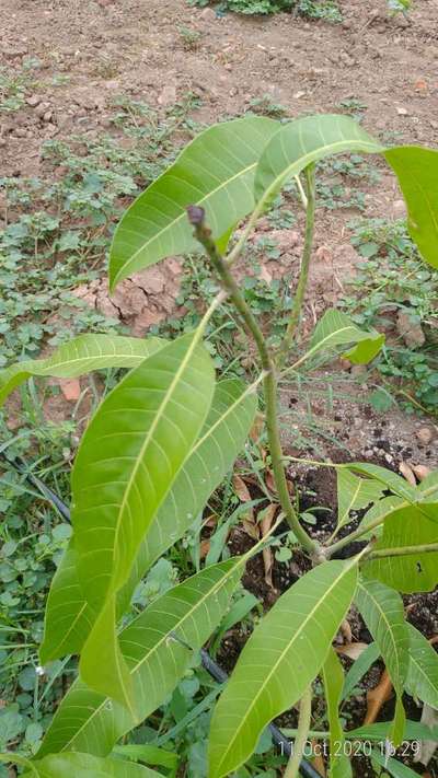 Mango Shoot Borer - Mango