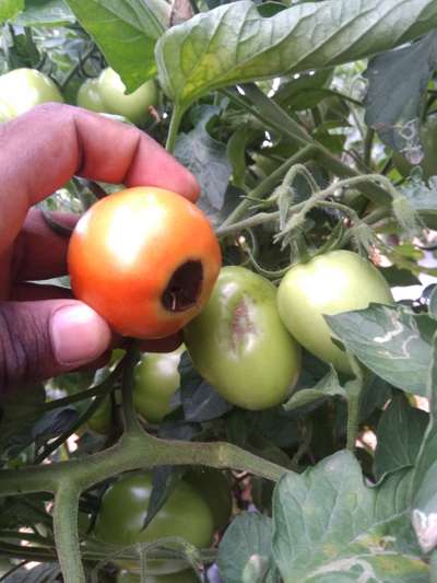 Blossom End Rot - Tomato