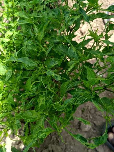 Cucumber Mosaic Virus of Pepper - Capsicum & Chilli