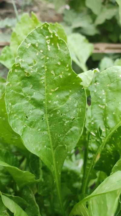 Cercospora Leaf Spot of Beet - Capsicum & Chilli