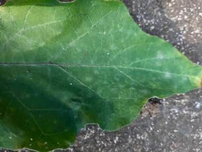 Powdery Mildew - Brinjal