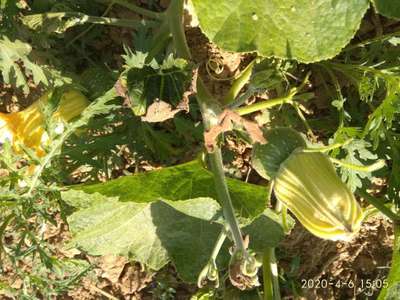 Leafhoppers and Jassids - Pumpkin