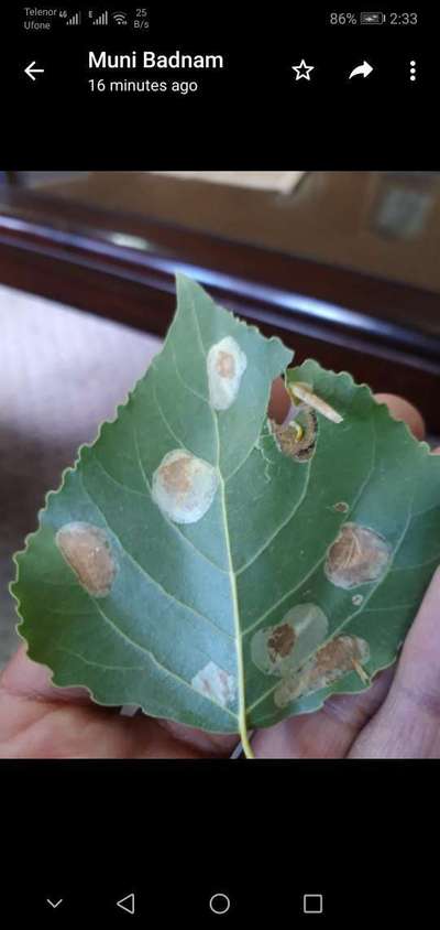 Leaf Miner Flies - Cabbage