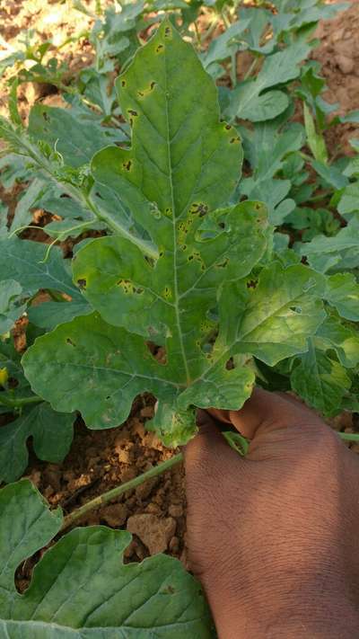 Downy Mildew of Cucurbits - Melon