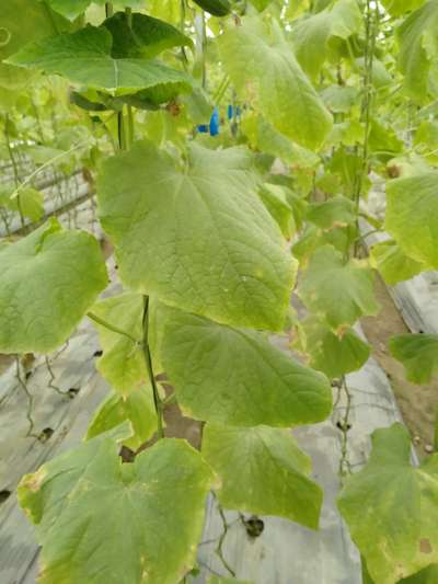 Potassium Deficiency - Cucumber