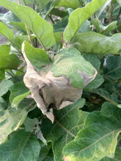 Verticillium Wilt - Brinjal