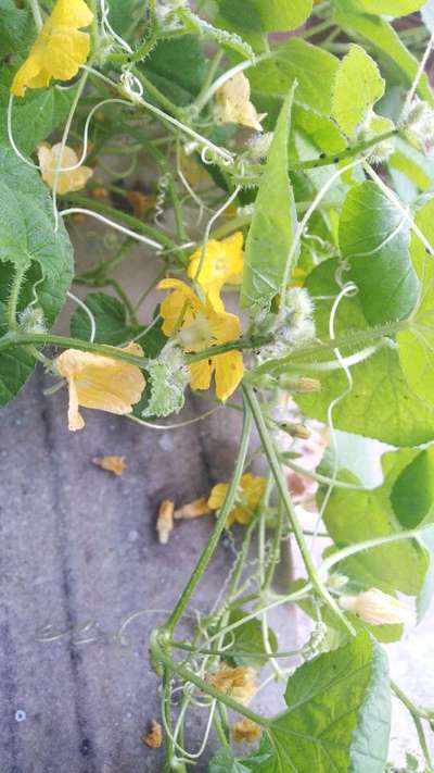 Aphids - Cucumber