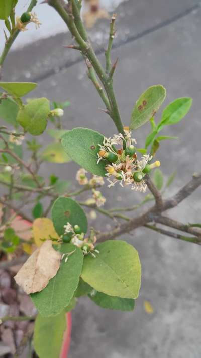 Leaf Spot of Citrus - Citrus